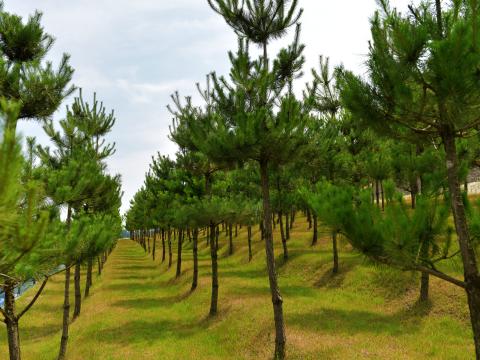 유토피아추모공원(자연장지)