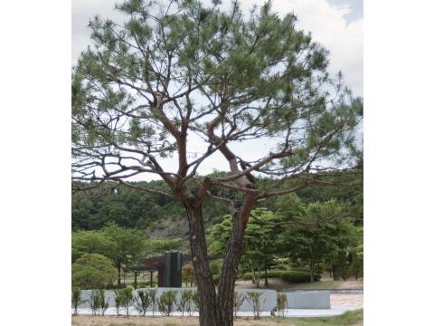 별그리다(별의숲)